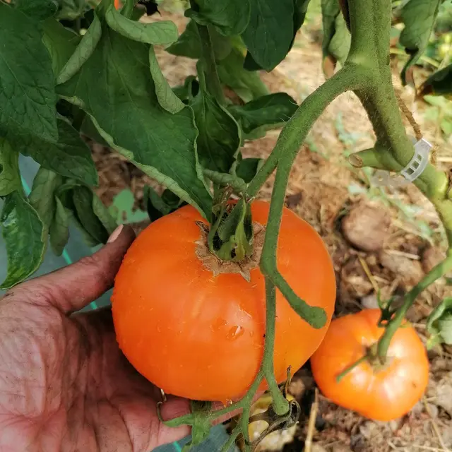 Tomates Micro-ferme Globe-troterre