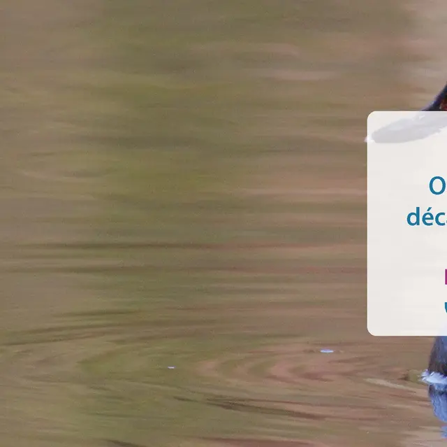 Observation des oiseaux