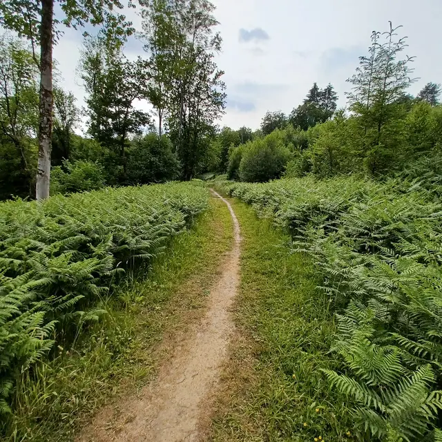 Trail wanze