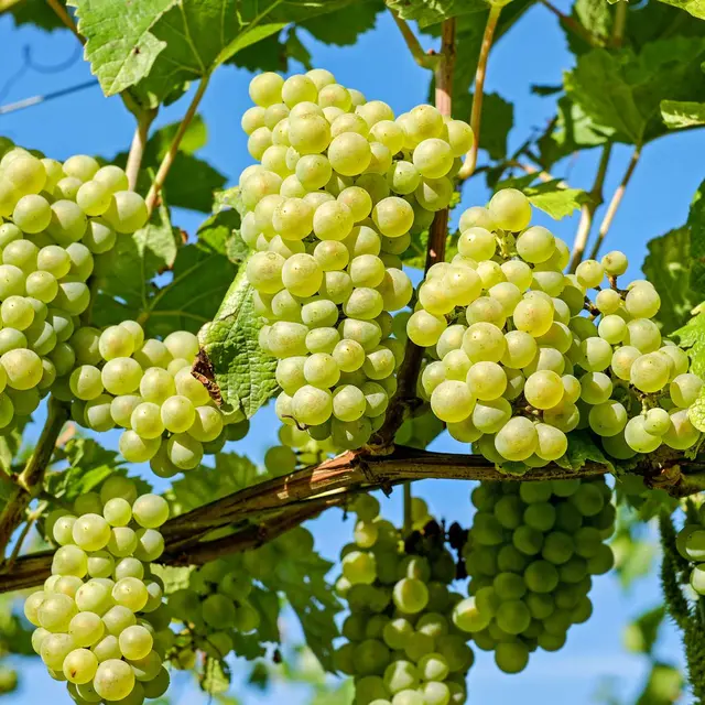 Grapes-2656259
