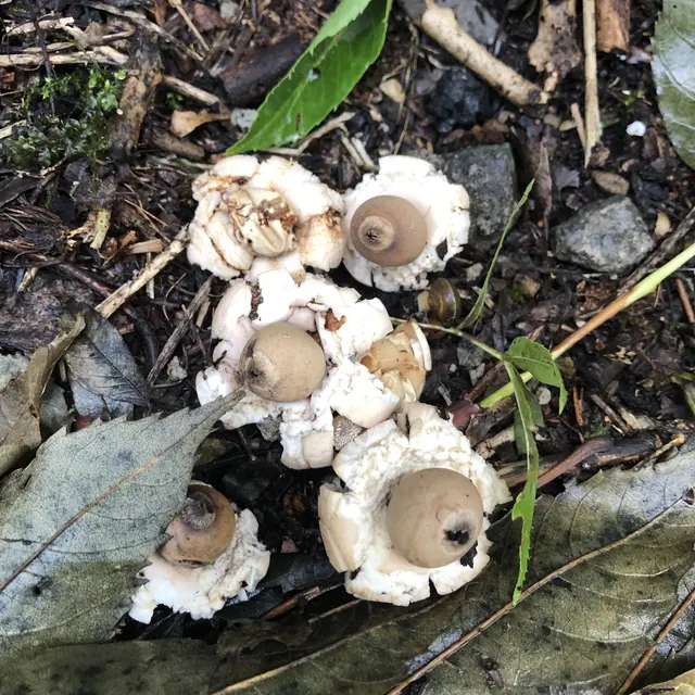 Découverte des champignons au château de Fallais