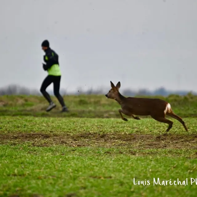 Trail chevreuils 26