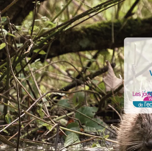 Le retour du castor - Contrat De Rivière Meuse Aval