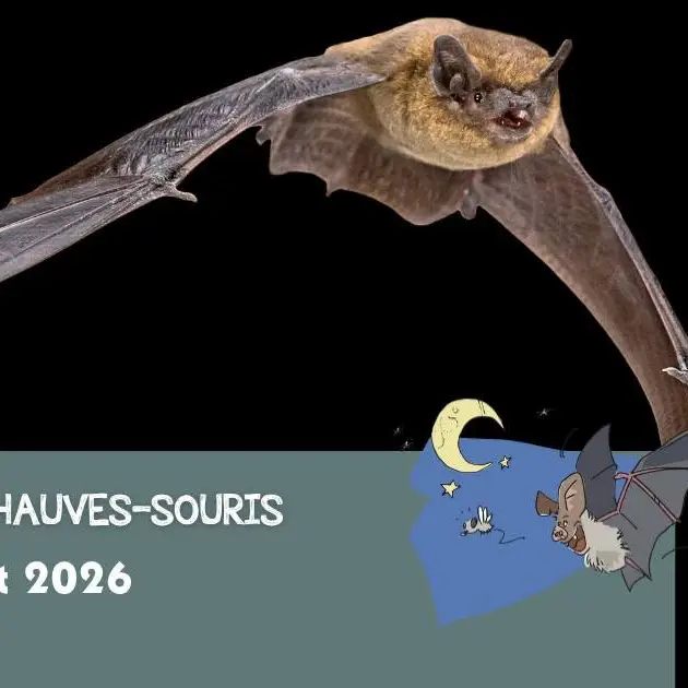 Chauves-souris