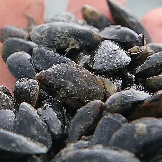 Breizh Coquillages - Pénestin