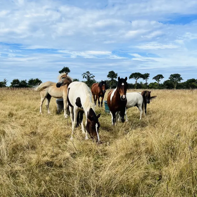 Écurie des Rosières Guérande