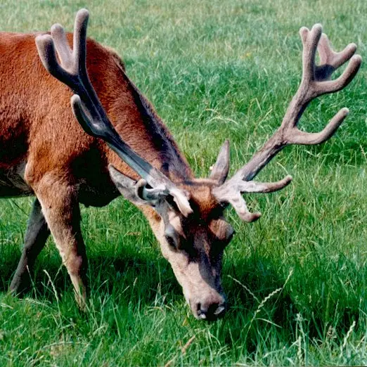 Ferme aux Biches - Elevage de cerfs - Guérande