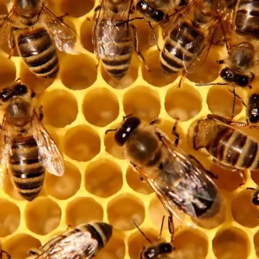 Conférence - Animaux, constructeurs, architectes et ingénieurs de génie - Guérande