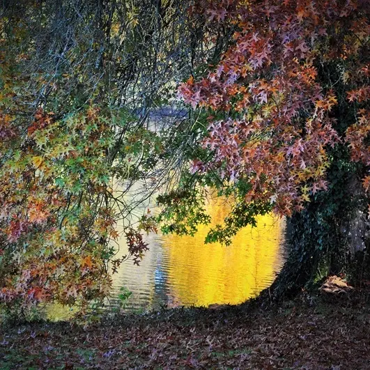 Exposition - L'Arbre solitaire d'Odile Séveno - Guérande