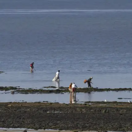 Journée nationale de comptage des pêcheurs à pied
