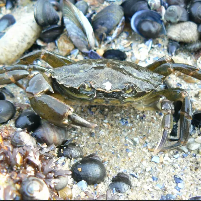 La vie à marée basse