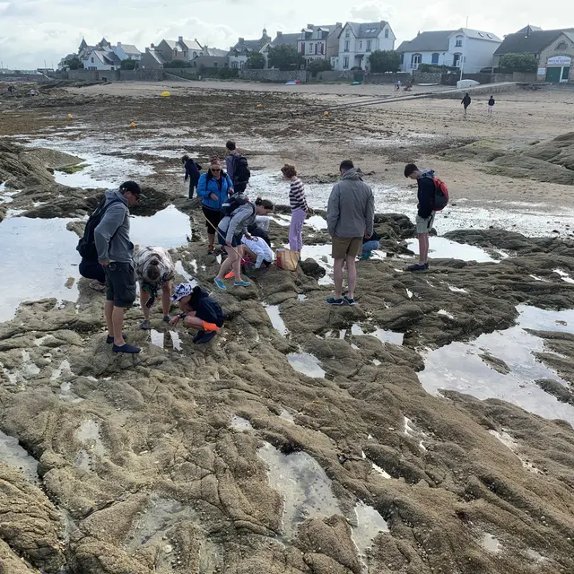La vie à marée basse - Piriac sur Mer