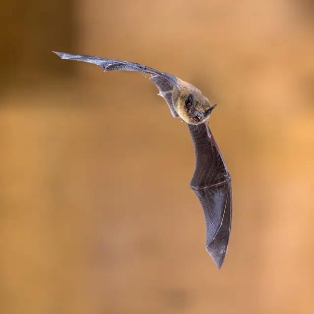 RDV LPO - Nuit de la Chauve-Souris - Saint-Lyphard