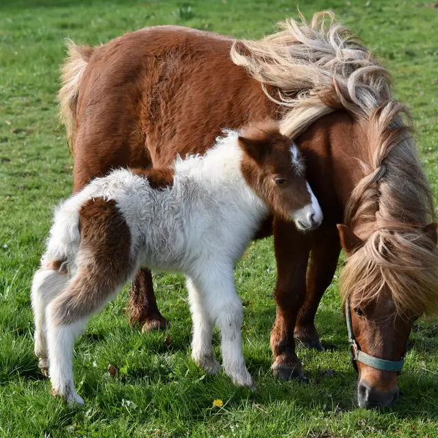 Stages de Février - Equitation (Shetland) - La Baule