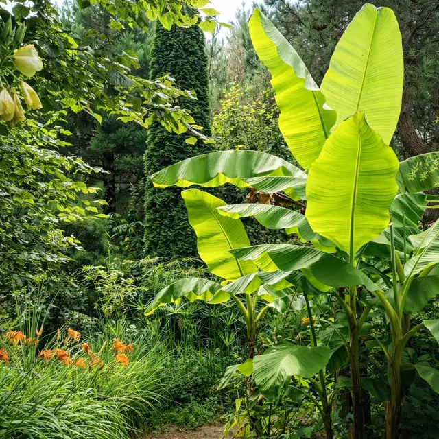 Tropicarium Bonsaï La Baule