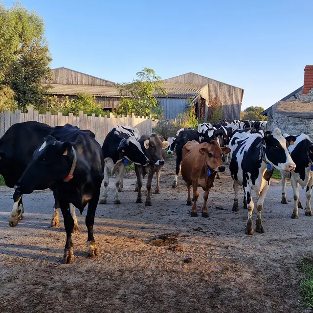 Visite guidée de la Ferme Laits Prés Verts - Guérande - troupeau