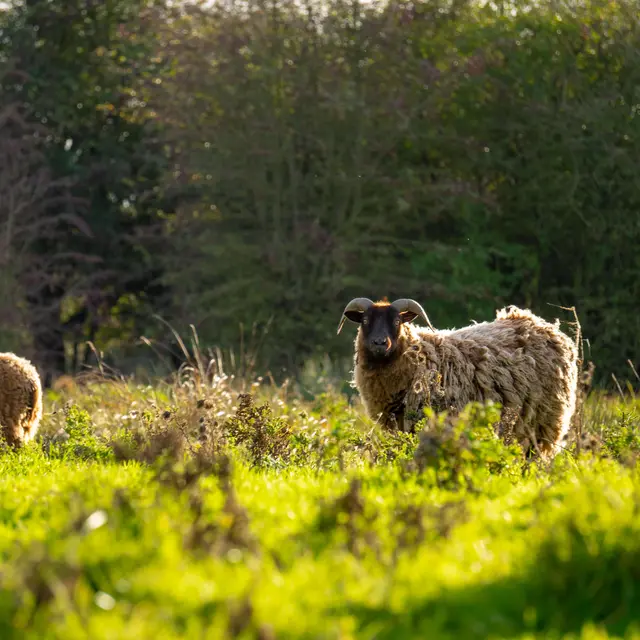 Nos amis les moutons