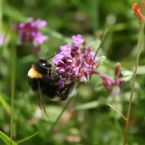 Bourdon-sur-thym-serpolet_R.-Monnehay-CEN-Hauts-de-France-