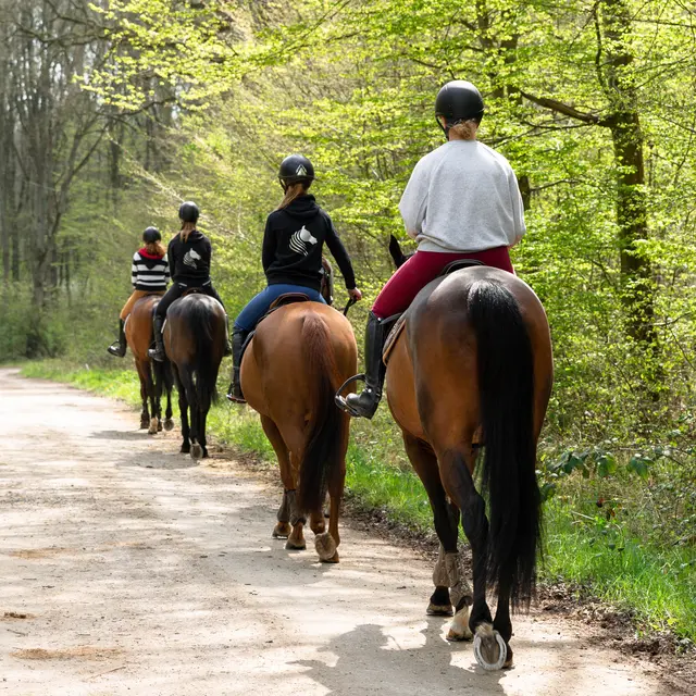 Forêt Clairmarais Chevaux randonnée 2019 CLAIRMARAIS