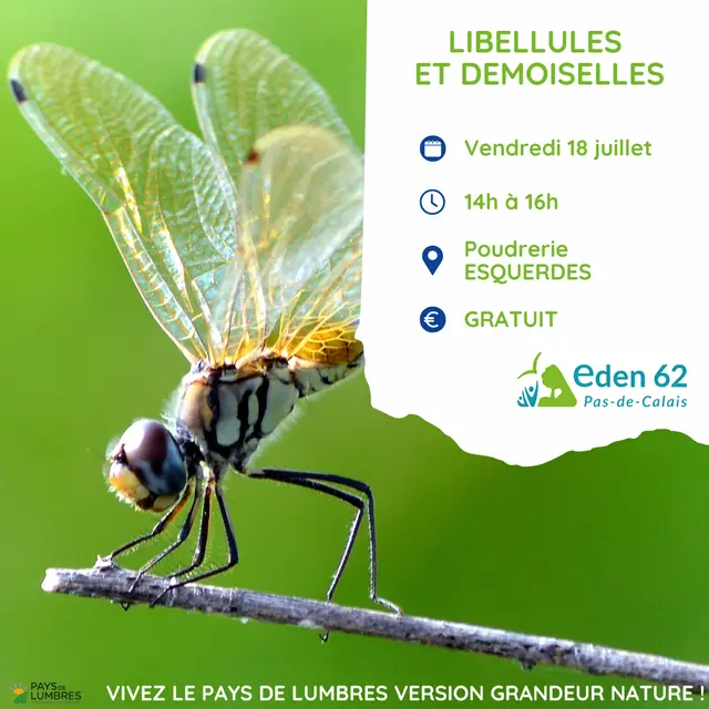 POSTS PARTENAIRES - LIBELLULES - 18.07