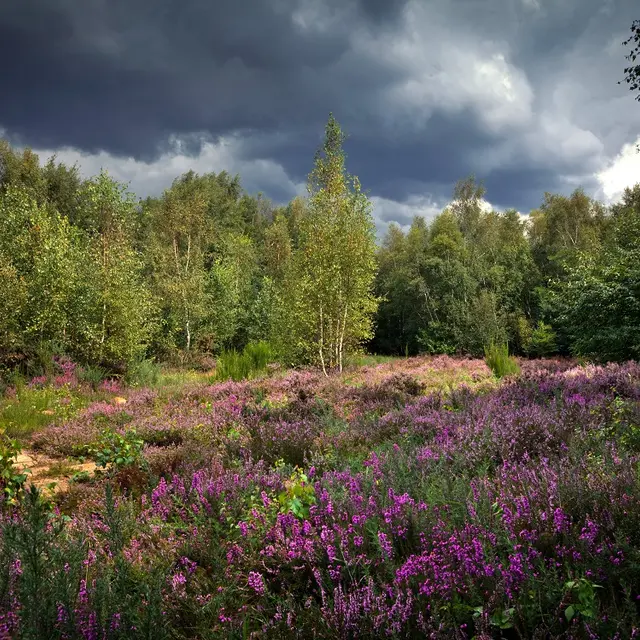 Le Longatte Réserve Plateau des Landes 2020 BLENDECQUES © EDEN 62 (3)