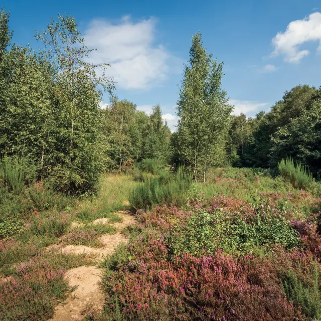 Réserve Plateau des Landes 2020 BLENDECQUES © EDEN 62 (2)