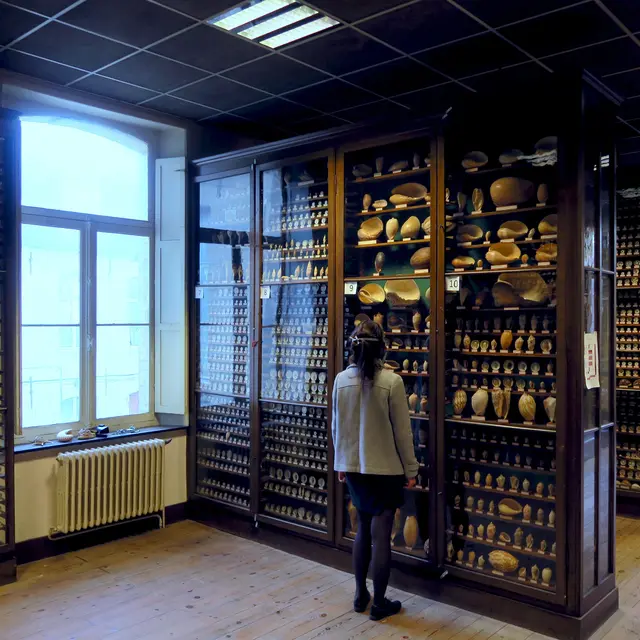 Salle_des_coquillages_musee_dupuis