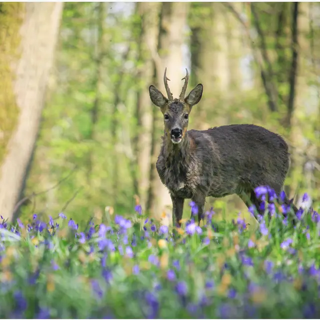 Forêt Chevreuil Printemps