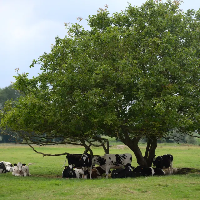 Vaches à Quercamps 2013
