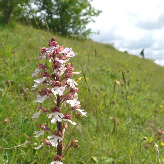 Orchidée 5 de P. Cazier