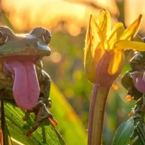 Atelier 3-5 ans, C'est la fête à la grenouille