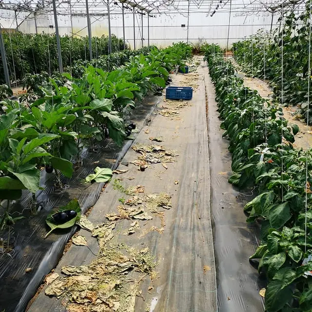 au-jardin-de-serques_serre_1