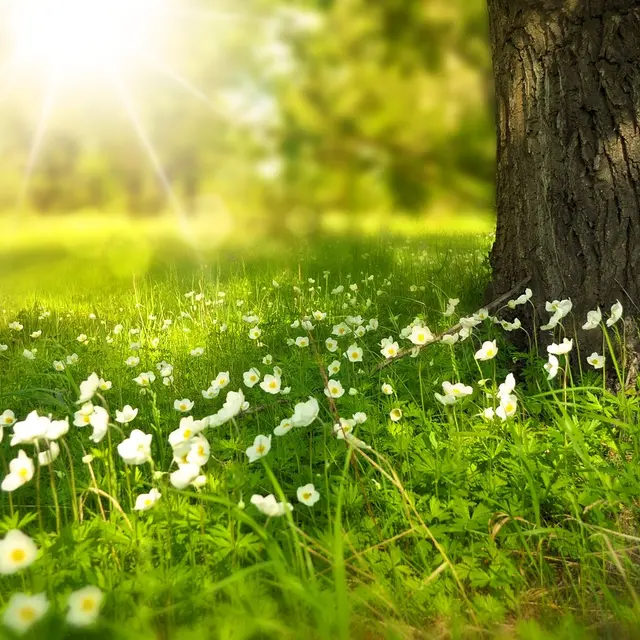 arbre-soleil-herbe-photo-dillustration-DR