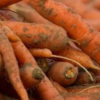 Carottes de Tilques, photo d'illustration (non contractuelle)