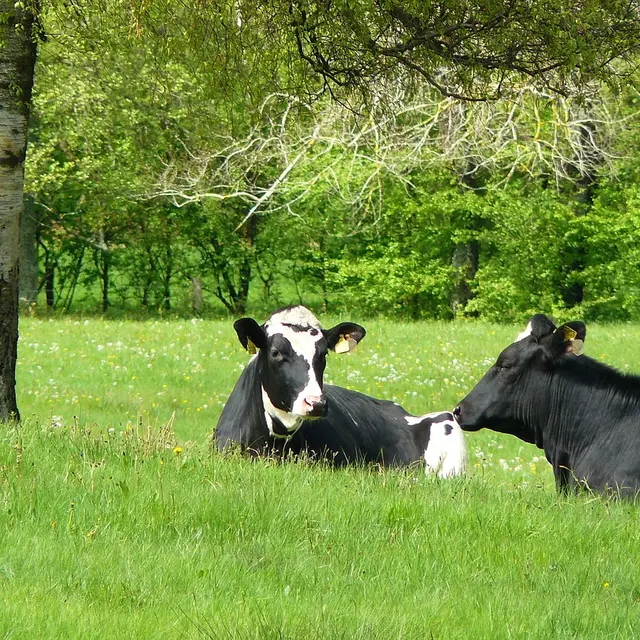 élevage vaches _photo d-illustration-non contractuelle © Droits Réservés