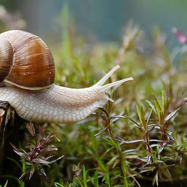 escargot_photo d-illustration_non contractuelle DR