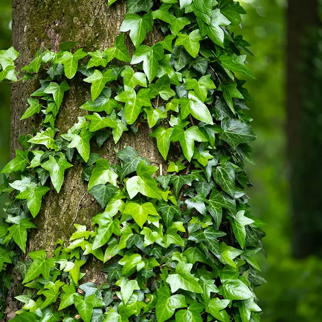 Plantes grimpantes