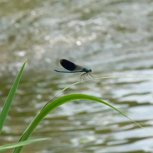 Rivière et libellule