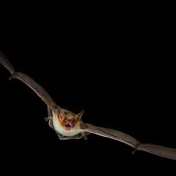 Nuit de la chauve-souris