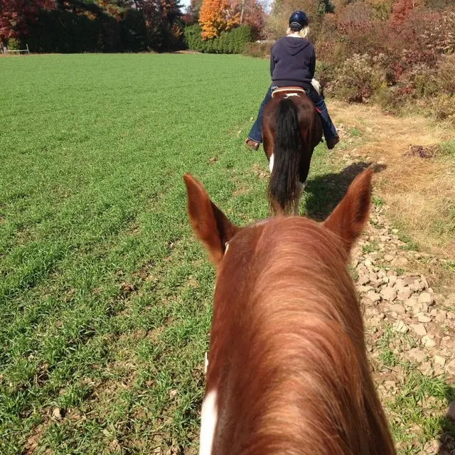 N°41 - Le Midi - Bouvelinghem