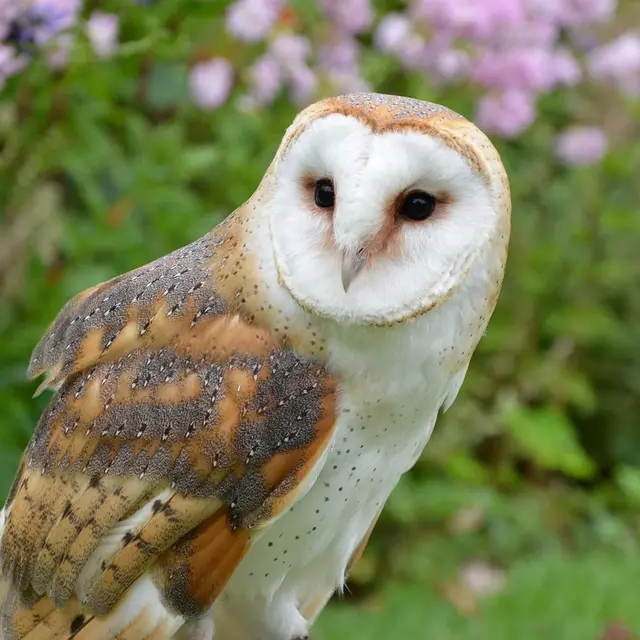 6 mars, La nuit de la chouette avec la LPO
