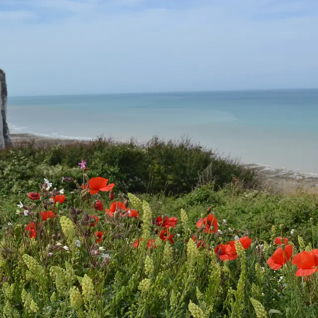LE BOIS DE CISE