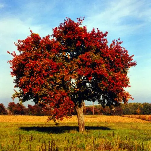 pommier