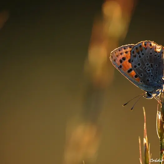 Site de la Croix bouquin