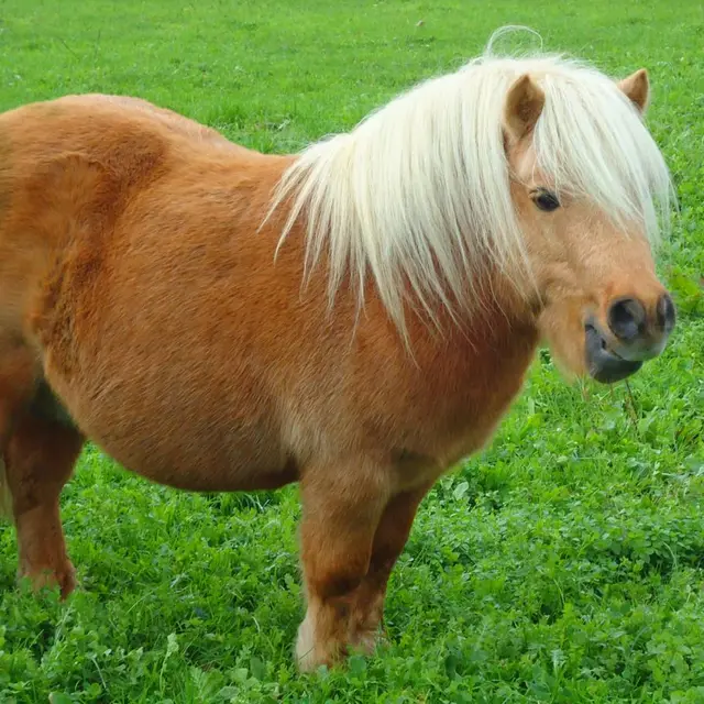 Balade à poney en Albanais