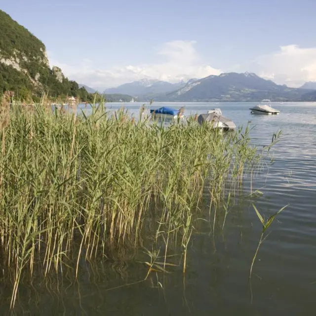 La roselière d'Annecy-le-Vieux
