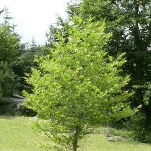 Arboretum de Chazelles-sur-Lavieu