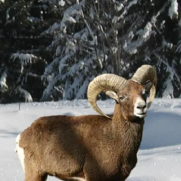 mouflons