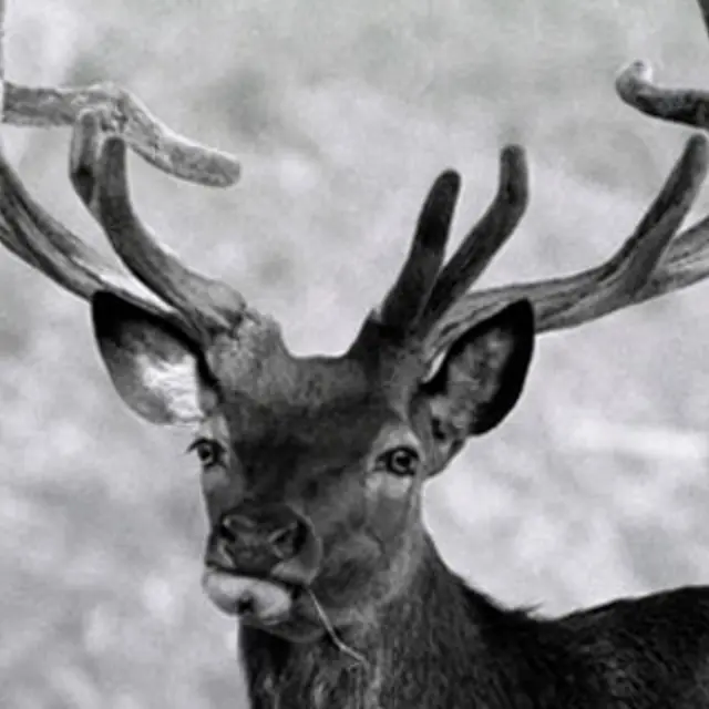 Cerf