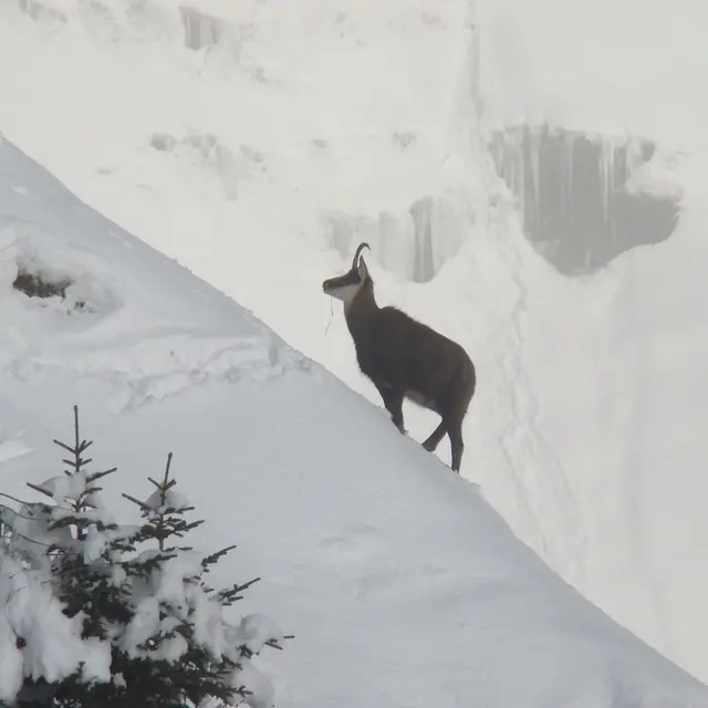 Chamois